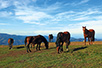 Wild horses on the mountain of Stolovi (photo: D. Bosnić)